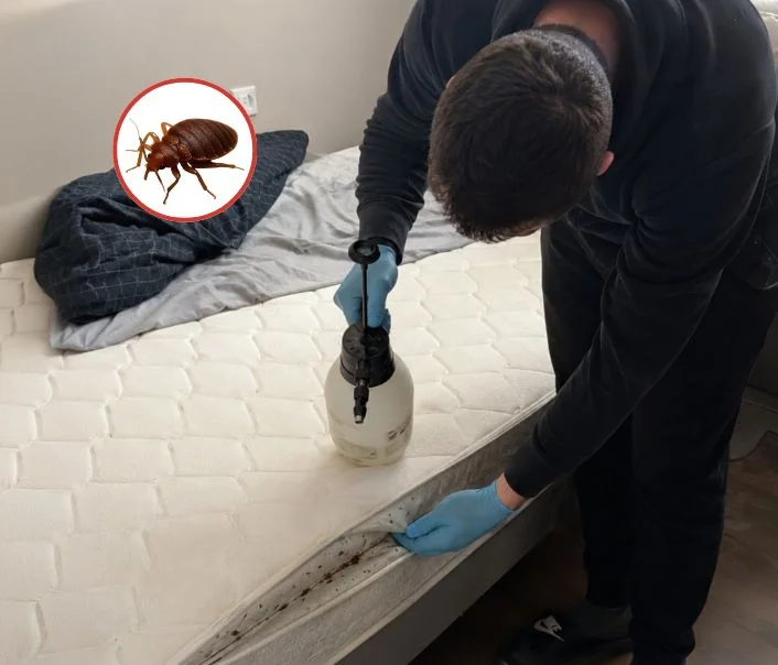 Technicien traitant un matelas contre les punaises de lit à Oinville-sur-Montcient